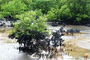 Category Historic EN Prints: Mangroves affected by oil spill at elephanta island