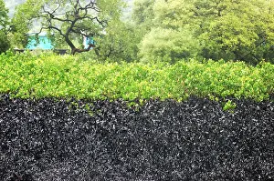Category Historic EN Prints: Mangroves affected by oil spill at elephanta island
