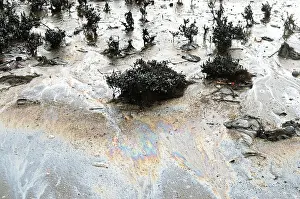 Category Historic EN Prints: Mangroves affected by oil spill at elephanta island