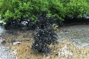 Category Historic EN Prints: Mangroves affected by oil spill at elephanta island