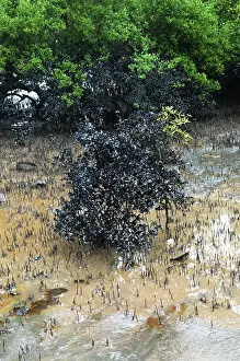 Category Historic EN Prints: Mangroves affected by oil spill at elephanta island