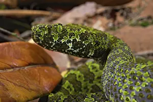 Mangshan Pit Viper (Protobothrops mangshanensis)