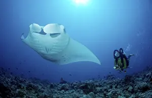 Manta Ray and diver, Ari atol, Pelagic manta ray (Manta birostris)