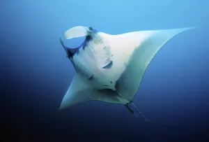 Manta Ray (Manta birostris) head fins opened