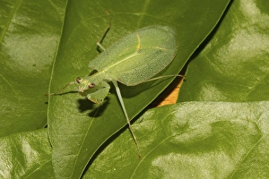 Mantis (Platycalymma dichroica) extremely rare in the rainforest