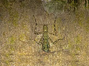 Mantis species (Liturgusa sp), Tambopata Nature Reserve