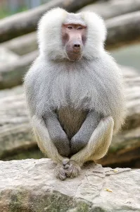 Mantled baboon