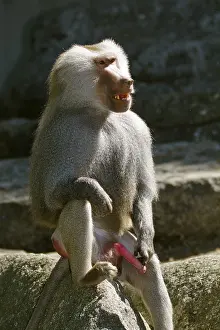 Mantled baboon (Papio hamadryas)