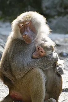 Mantled baboons (Papio hamadryas)