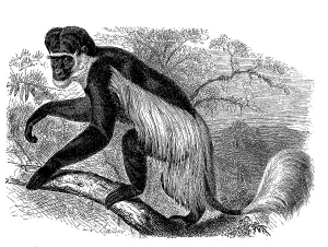 Mantled guereza (Colobus guereza) or guereza