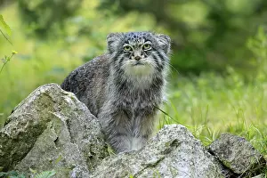 Manul (Otocolobus manul), Pallas's cat
