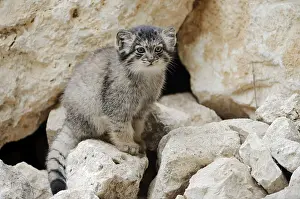 Manul or Pallas's cat (Otocolobus manul)
