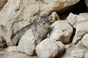 Manul or Pallas's cat (Otocolobus manul)