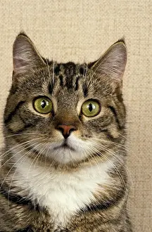 MANX DOMESTIC CAT, CAT BREED WITHOUT TAIL