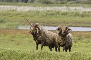 Manx loaghtan sheep, purebred, pets