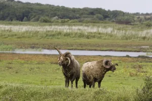 Manx loaghtan sheep, purebred, pets