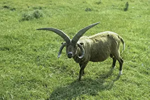 Manx Loghtan sheep, ram