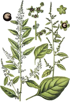 Many-seeded Goosefoot (Chenopodium polyspermum)