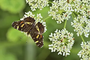 Map butterfly (Araschnia levana)