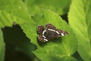 Map Butterfly (Araschnia levana)