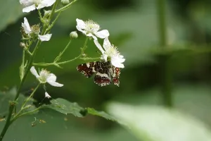 Map Butterfly (Araschnia levana)