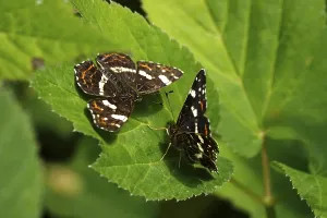 Map Butterfly (Araschnia levana)