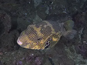 Map pufferfish (Arothron mappa)
