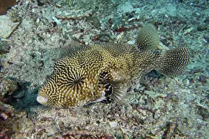 A map pufferfish (Arothron mappa) with iridescent pattern resting on the coral bottom