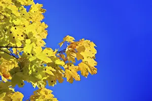 Maple branch on a background of the blue sky