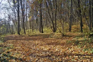 Maple forest in the fall covered with gold leaves seasonal sunny day landscape