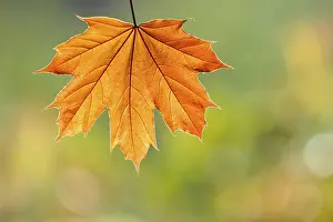 Maple leaf (Acer)