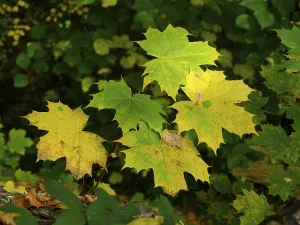 Maple leaf in autumn