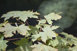 Maple leaves gently swaying in the breeze