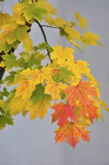 Maple leaves, maple branch in autumn colouring