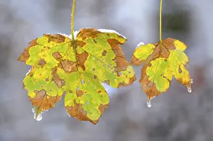Maple leaves in the snow with deciduous forest in winter
