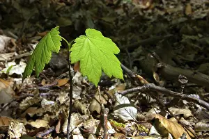Maple seedling in the park