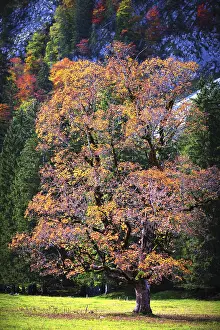 Framed Print : Maple tree (Acer pseudoplatanus) Framed Print : Maple tree (Acer pseudoplatanus)