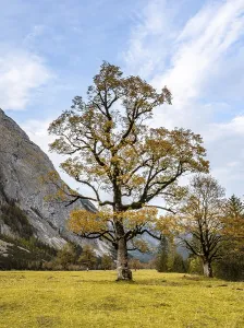 Maple tree with autumn leaves, autumn landscape in Risstal