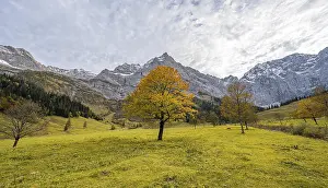 Maple tree with autumn leaves, autumn landscape in Risstal with Spritzkarspitze