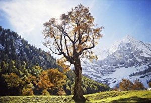 Category Mountain Landscapes Prints: Maple tree in the large Ahornboden