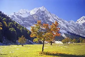 Maple tree in the large Ahornboden
