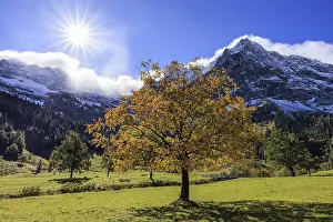 Maple tree in front of snow-covered mountains