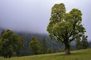 Category Mountain Landscapes Prints: Maple trees, (Acer pseudoplataus)