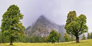 Category Mountain Landscapes Prints: Maple trees, (Acer pseudoplataus)