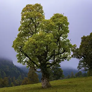 Category Mountain Landscapes Prints: Maple trees, (Acer pseudoplataus)