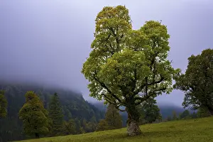 Category Mountain Landscapes Prints: Maple trees, (Acer pseudoplataus)