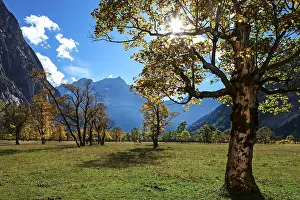 Maples (Acer) in autumn, GroBer Ahornboden
