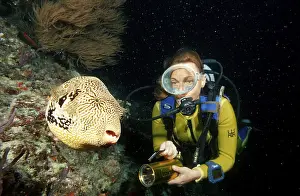 Mappa pufferfish during night dive