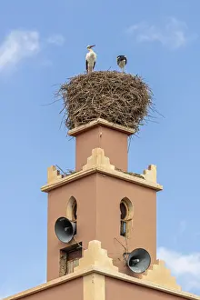 MAR, Dade Valley, storks