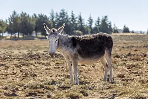 MAR, donkey